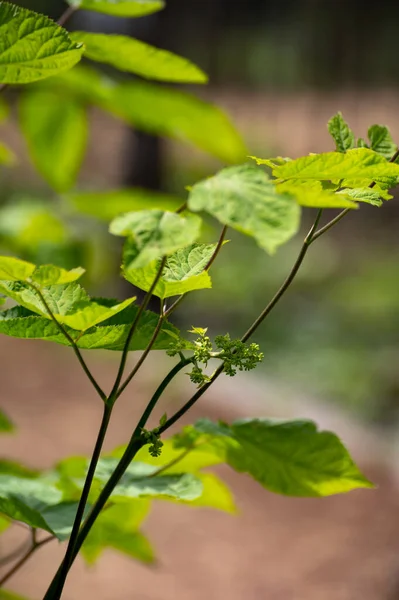 薬用植物やハーブの植物コレクション エレウテロコッカス属または悪魔の茂み シベリア人参 エレウテロコッカス固有の植物 — ストック写真