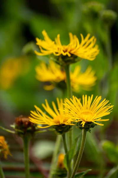 Botanická Sbírka Hmyzích Nebo Léčivých Rostlin Elecampane Inula Helenium Nebo — Stock fotografie