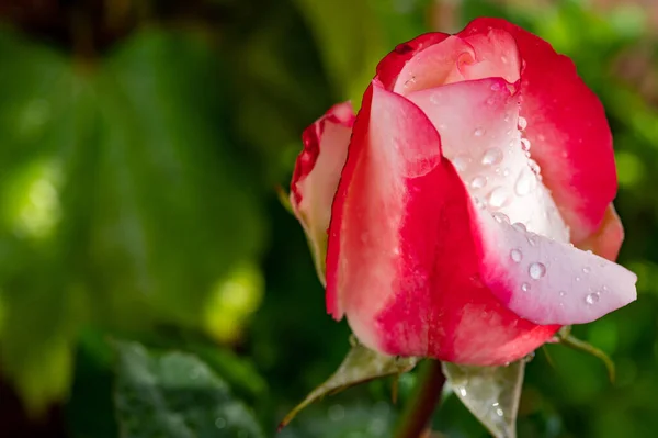 Fleur Rose Hybride Rose Dans Jardin Après Pluie Gros Plan — Photo