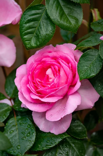 Fleur Rose Hybride Rose Dans Jardin Après Pluie Gros Plan — Photo