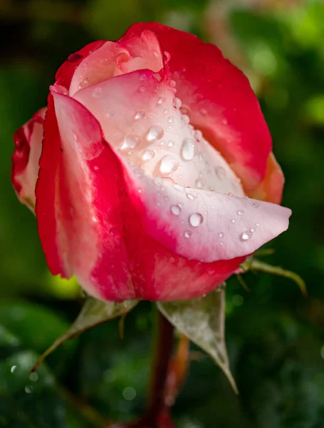 Fleur Rose Hybride Rose Dans Jardin Après Pluie Gros Plan — Photo