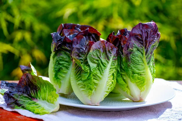 Violet Romaine Vagy Cos Saláta Friss Betakarítása Ízletes Vegetáriánus Ételek — Stock Fotó