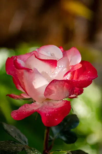 Pink White Big Hybrid Tea Garden Rose Close Romanic Background — Stock Photo, Image