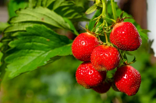Süße Reife Rote Erdbeere Hängt Pflanze Garten Aus Nächster Nähe — Stockfoto