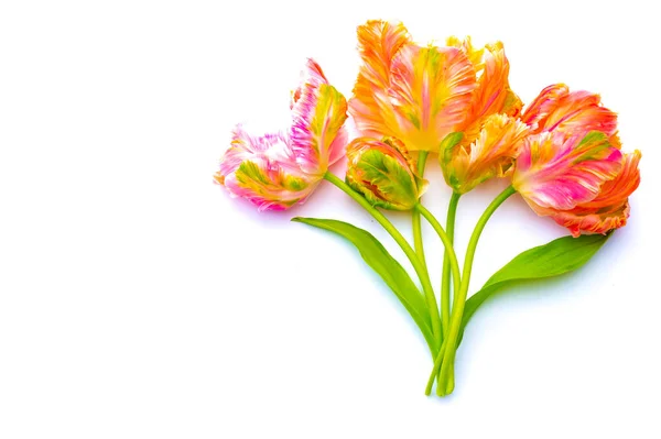 Papagaio Salmão Rosa Colorido Tulipas Fundo Branco Espaço Cópia Vista — Fotografia de Stock