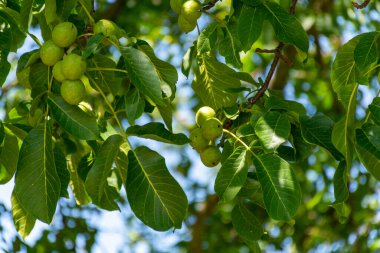 Yeşil kabuklu büyük olgunlaşmamış fındıklı ceviz ağacı.