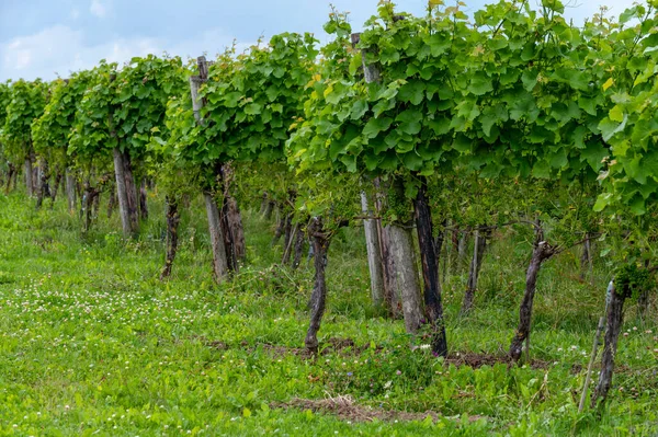 Lato Holenderskiej Winnicy Młode Zielone Winogrona Wiszące Dojrzewające Winogronach — Zdjęcie stockowe