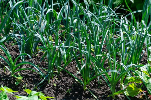 Comendo Própria Horta Orgânica Cebola Alho Poró Que Cresce Jardim — Fotografia de Stock