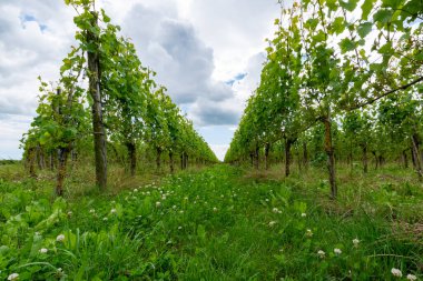 Yaz mevsimi Hollanda bağlarında, genç yeşil şarap üzümleri asılmış ve olgunlaşmıştır.
