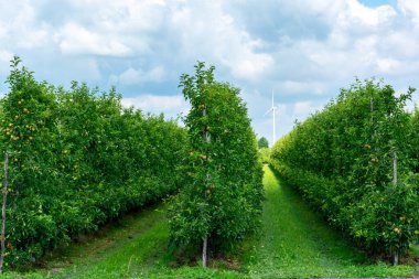 Betuwe, Gelderland, Hollanda 'da olgun meyvelerle sıralanmış yeşil organik meyve bahçeleri