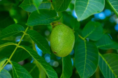 Yeşil kabuklu büyük olgunlaşmamış fındıklı ceviz ağacı.
