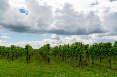 Yaz mevsimi Hollanda bağlarında, genç yeşil şarap üzümleri asılmış ve olgunlaşmıştır.