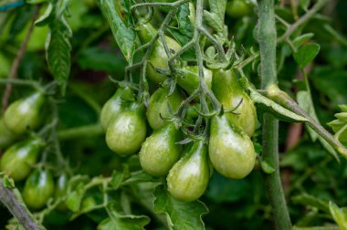 Olgunlaşan küçük su damlasıyla yeşil domates, sarmaşıkta sarı meyveler.