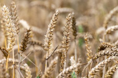 Yaz aylarında Betuwe, Gelderland 'in sarı buğday tarlası ile Hollanda kırsal arazisi