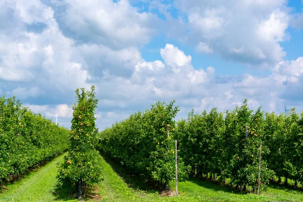 Huertos Ecológicos Verdes Con Hileras Manzanos Con Frutas Maduración Betuwe —  Fotos de Stock
