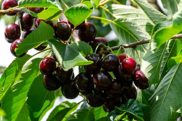 New harvest of big dark ripe sweet cherries on cherry trees plantation in Netherland