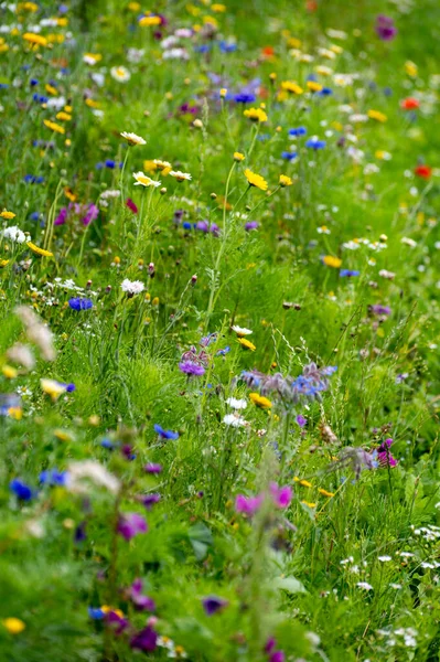 Bunte Blüte Von Wildblumen Auf Sommerwiesen Bio Honigproduktion Naturhintergrund — Stockfoto