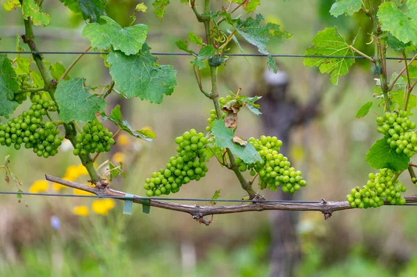 Zomer Nederlandse Wijngaard Jonge Groene Wijndruiven Opknoping Rijping Druivenplanten — Stockfoto