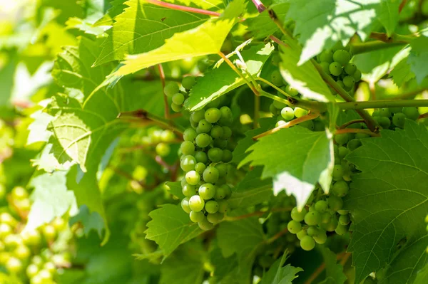 Horário Verão Vinha Uvas Jovens Vinho Verde Penduradas Amadurecidas Plantas — Fotografia de Stock