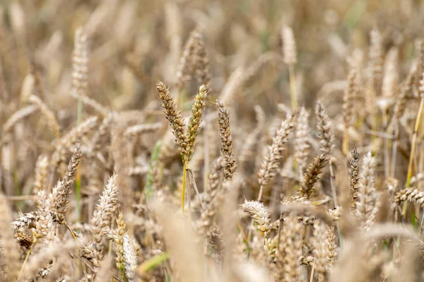 Nederländska Landsbygden Landskap Sommaren Med Gula Mogna Vetefält Betuwe Gelderland — Stockfoto