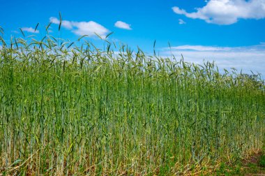 Güneşli bir günde olgunlaşan çavdar tarlaları, doğa arka planı.