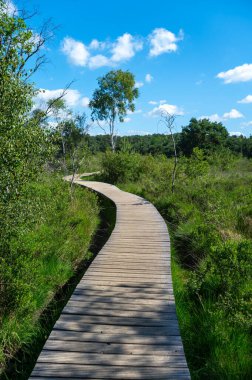 Avrupa 'da yaz tatili merkezi, Kuzey Brabant, Hollanda' da yeşil Kempen ormanı ve çayırlar güneşli bir günde, doğa geçmişi