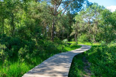 Avrupa 'da yaz tatili merkezi, Kuzey Brabant, Hollanda' da yeşil Kempen ormanı ve çayırlar güneşli bir günde, doğa geçmişi