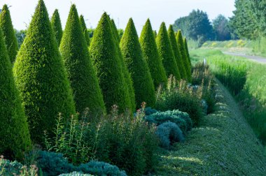 Bahçede iyi yetiştirilmiş yeşil konik thuja kozalaklı ağaçlar