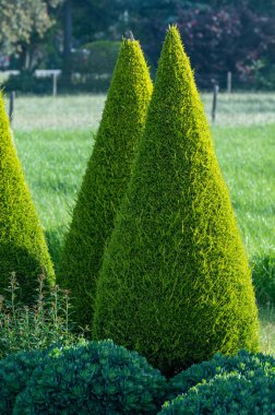 Bahçede iyi yetiştirilmiş yeşil konik thuja kozalaklı ağaçlar