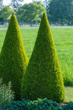 Bahçede iyi yetiştirilmiş yeşil konik thuja kozalaklı ağaçlar