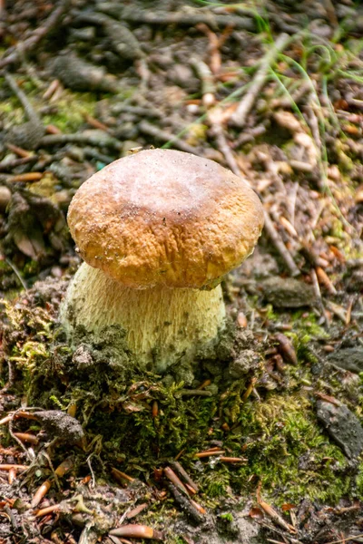 King Tasty Edible Mushrooms Boletus Edulis Porcini Cepe Growing Forest — Stock Photo, Image