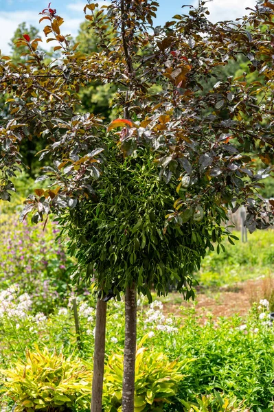 夏季药用植物或装饰植物及草本植物的植物学藏品 粘胶册或欧洲寄生植物 — 图库照片