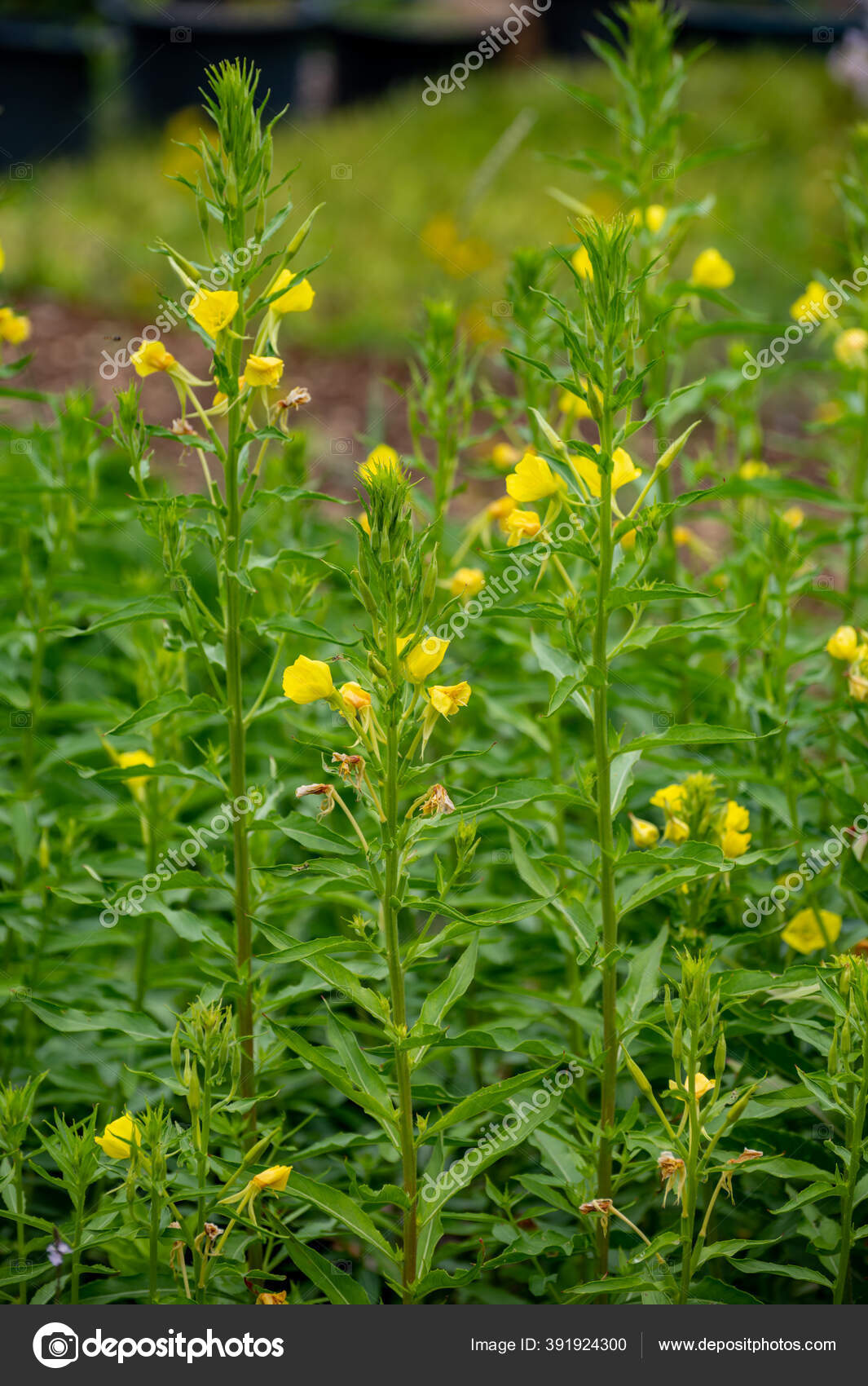 Botanical Collection Medicinal Plants Herbs Oenothera Parviflora