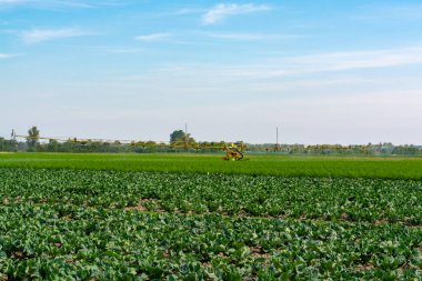 Güneşli bir günde yeşil brokolili lahana yetiştirilen tarla.