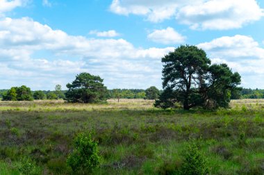Avrupa 'da yaz tatili merkezi, Kuzey Brabant, Hollanda' da yeşil Kempen ormanı ve çayırlar güneşli bir günde, doğa geçmişi
