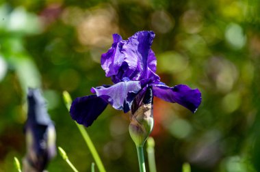 Büyük, koyu mor, uzun, sakallı iris çiçeği güneşli bahçede.