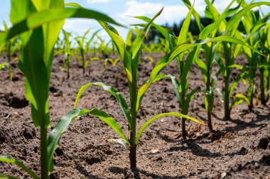 Genç yeşil mısır bitkileri güneşli bir günde tarlada yetişiyor.