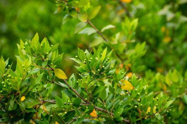 Şifalı bitki ve bitkilerin botanik koleksiyonu, Myrtus komünisi veya aromaterapi ve tıpta kullanılan gerçek mersin bitkisi