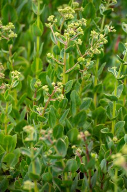 Botanik bitki ve bitki koleksiyonu, Hylotelephium telephium veya orpine, livelong, kurbağa midesi, arping Johnny, yetim John ve cadının para çantaları yazın sulu bitkileri