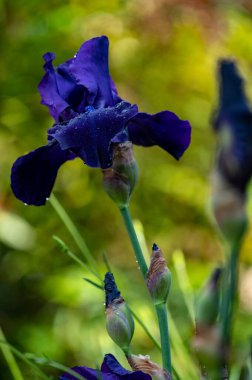 Büyük, koyu mor, uzun, sakallı iris çiçeği güneşli bahçede.