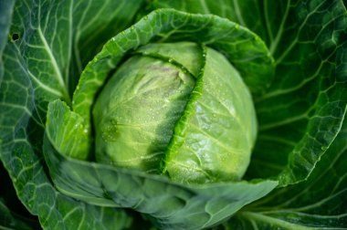 Bahçede büyüyen beyaz lahana kafası. Yakın plan, doğa arka plan.