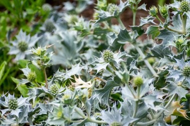 Bitki ve şifalı bitkilerin botanik koleksiyonu, eryngium maritimum ya da Holly denizi ya da yazın deniz kenarı eryngo bitkisi.