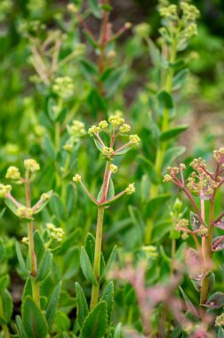Botanik bitki ve bitki koleksiyonu, Hylotelephium telephium veya orpine, livelong, kurbağa midesi, arping Johnny, yetim John ve cadının para çantaları yazın sulu bitkileri