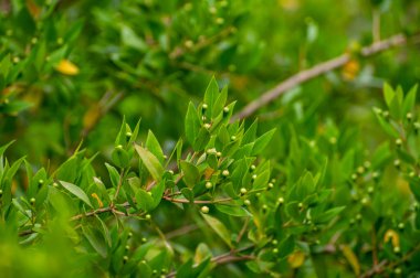 Şifalı bitki ve bitkilerin botanik koleksiyonu, Myrtus komünisi veya aromaterapi ve tıpta kullanılan gerçek mersin bitkisi