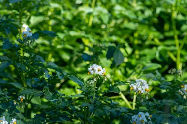 Hollanda 'da tarım, güneşli bir günde patates tarlasında beyaz çiçek.