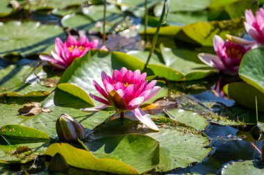 Yazın ormandaki gölde çiçek açan pembe nilüfer çiçekleri.