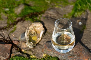 Bir bardak viski ve deniz kenarı tatmak alçak gelgit sırasında, dumanlı viski ve istiridye eşleşmesi.