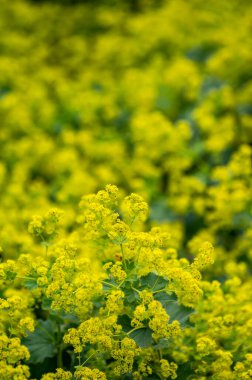 Şifalı bitkilerin botanik koleksiyonu, Alchemilla vulgaris ya da çiçek açan sıradan bir kadın mantosu.
