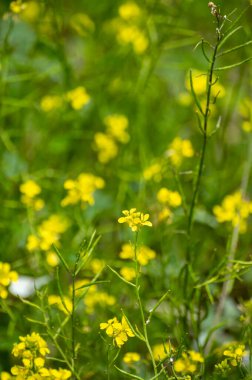 Bitki ve bitkilerden oluşan botanik koleksiyonu, yazları sarı ya da beyaz hardal bitkisi