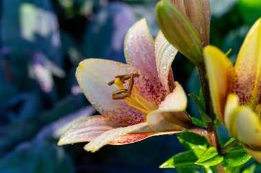 Bahçedeki büyük renkli nilüferlerin sabah çiğ taneleri